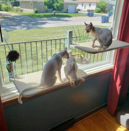 Katthängmatta™ - Där avkoppling möter underhållning