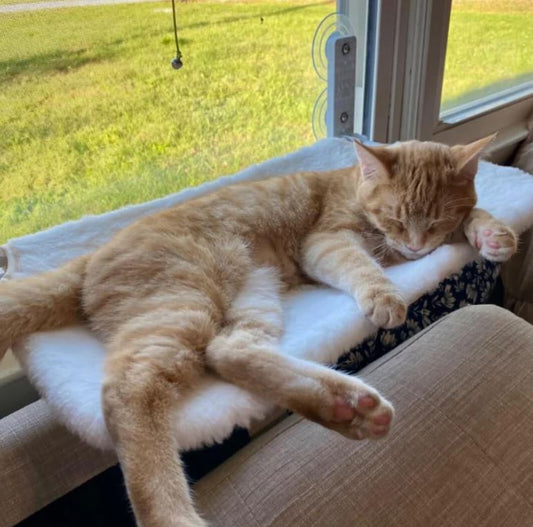 Katthängmatta™ - Där avkoppling möter underhållning